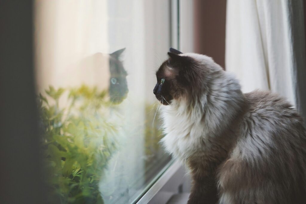 A brownish, gray, and white cat with blue eyes stares out of the window, her reflection in the glass.