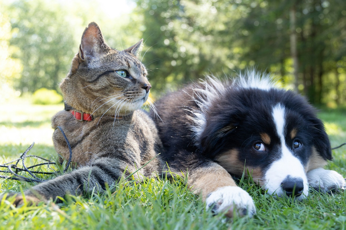 A gray cat and a dog with a black and white face, her head on the ground, sit next to each other on the grass.