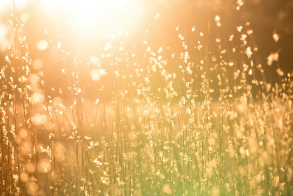 Summer sun beats down on grass.