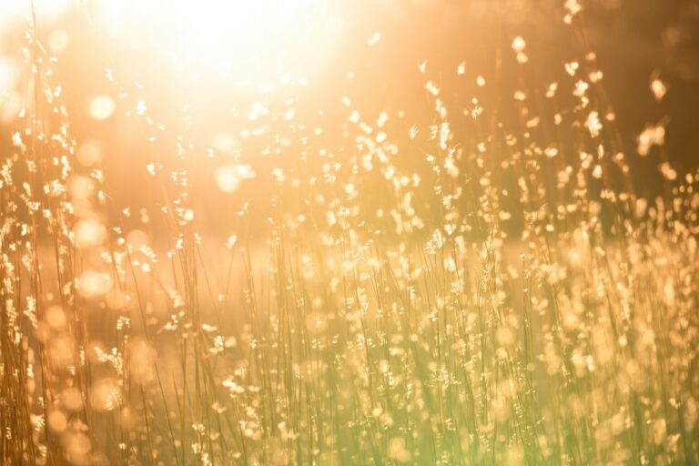 Summer sun beats down on grass.