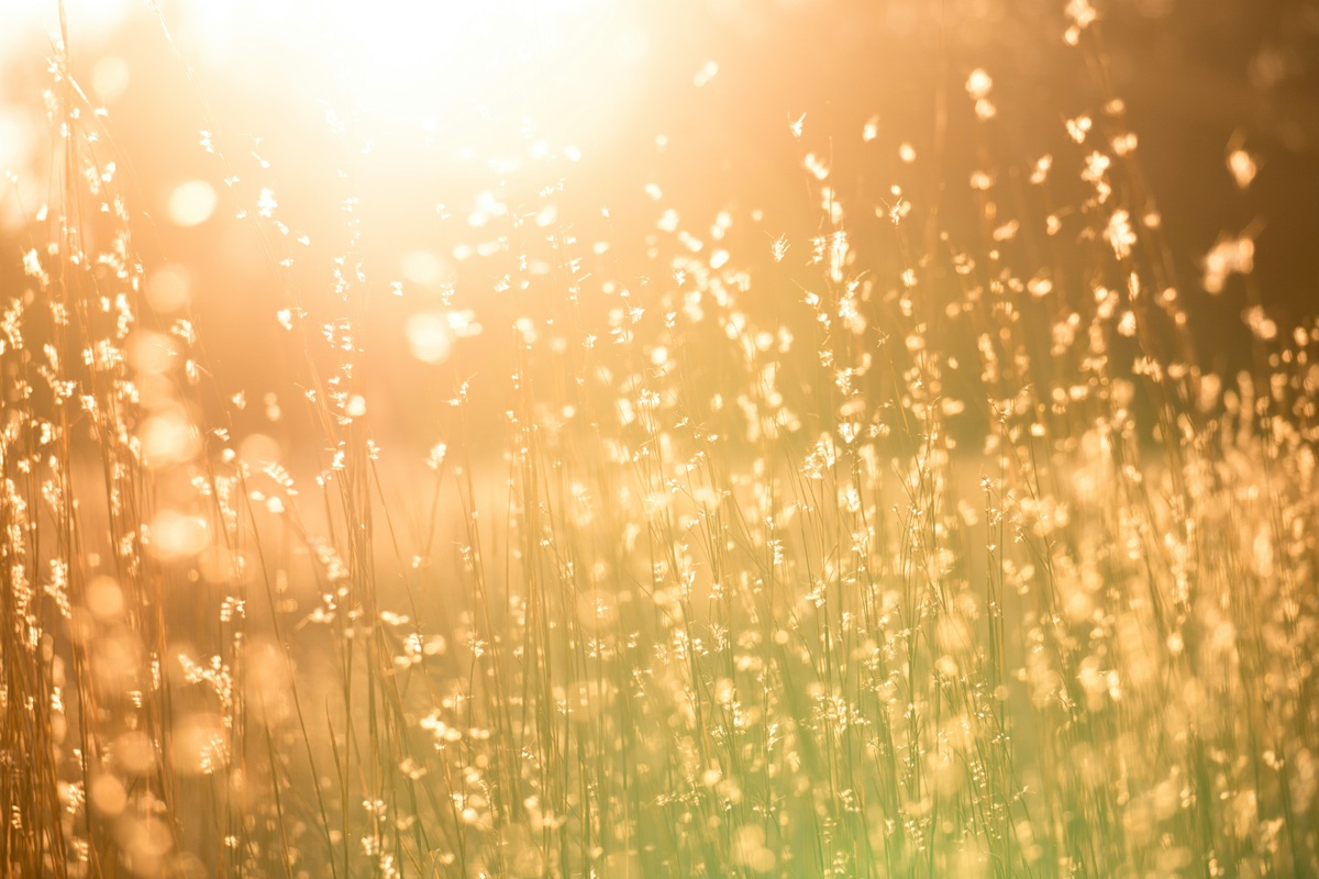 Summer sun beats down on grass.
