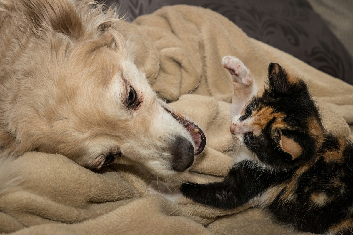 A small blond dog and a black and brown kitten cuddle.