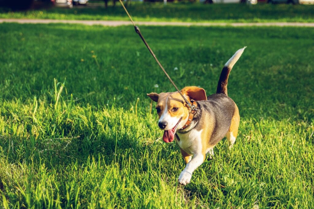 A dog on a leash walks through grass.
