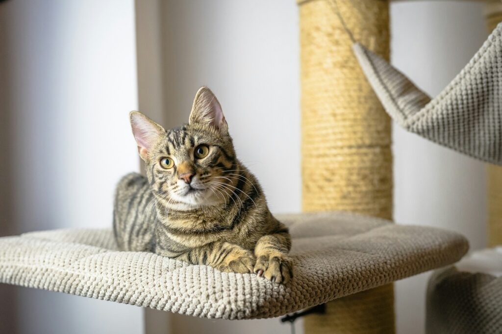 A cat sits on a shelf and stares straight ahead.