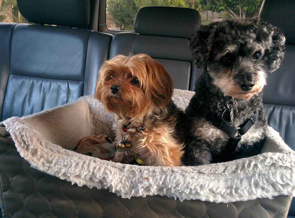 A brown and black dog and a black dog with curly fur sit in a faded white fuzzy pet bed in the back seat of a car with gray leather seats.