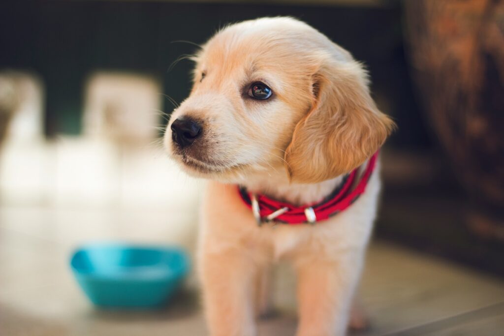 A golden retriever puppy with a red collar stands near an aqua bowl.