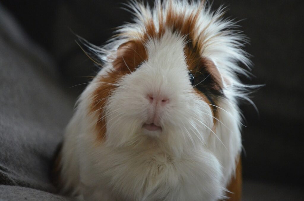 A fluffy white guinea pig with brown around her eyes sits in front of a black backdrop.