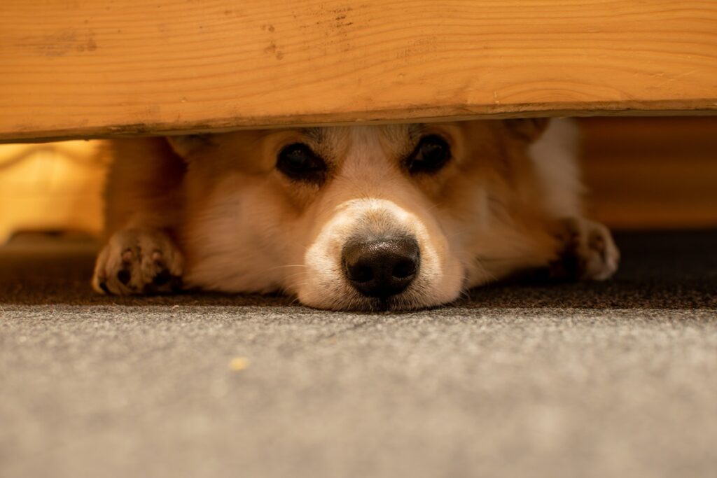 A blond dog's head sticks out from his hiding space under a bed.