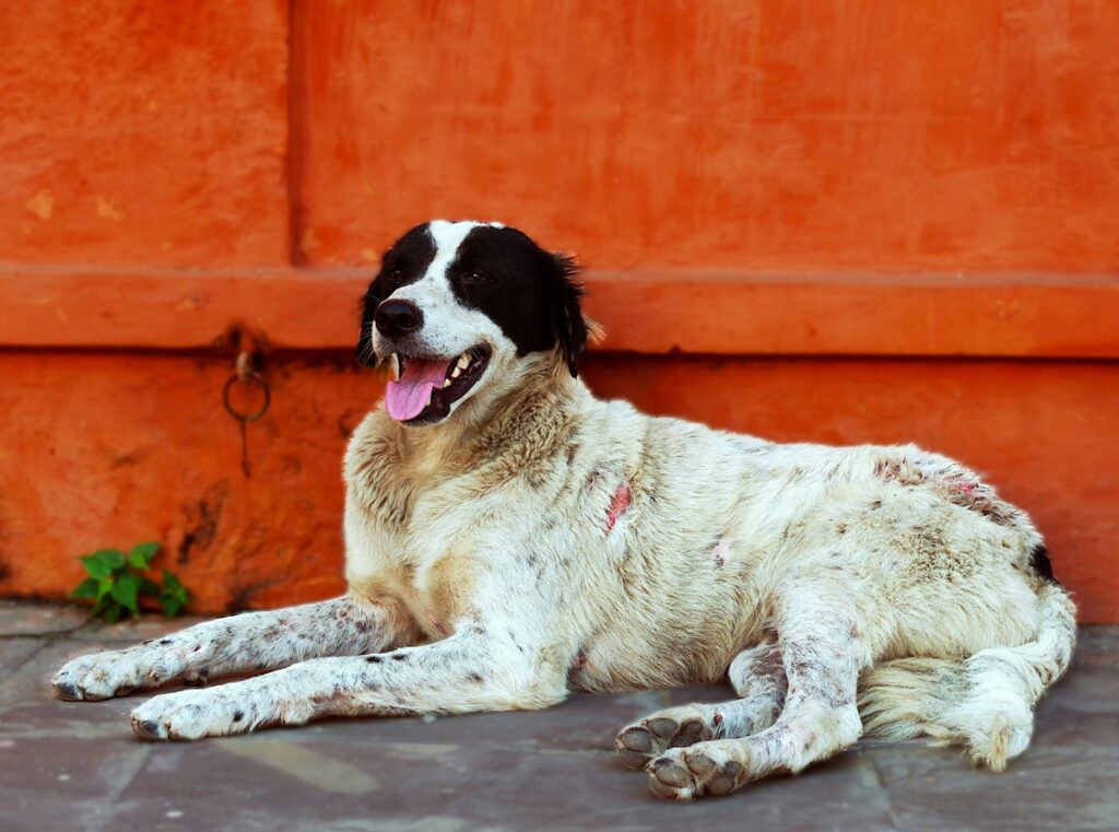 A black and white dog sits with his tongue out.
