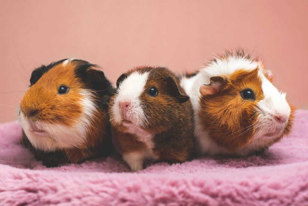 Three guinea pigs sit on a pink blanket.