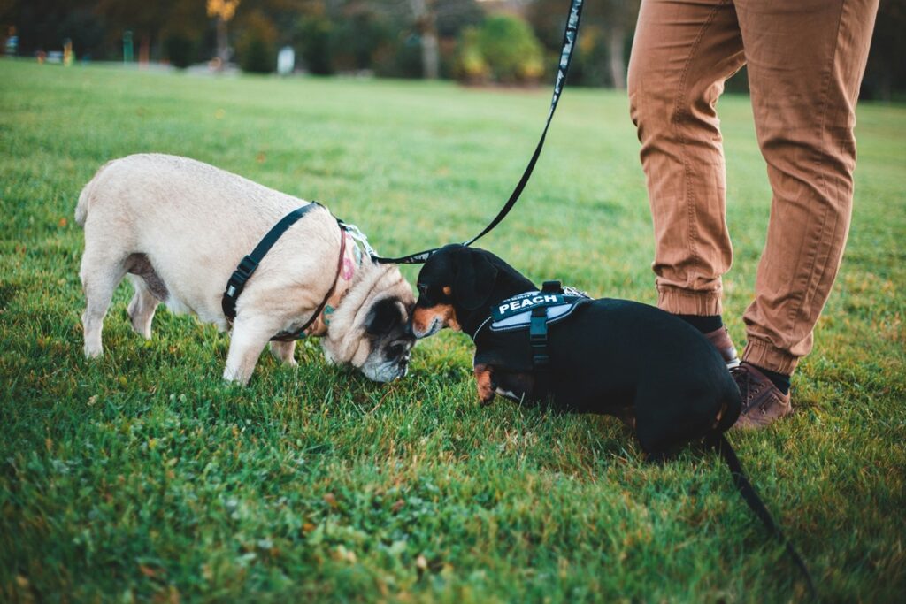A black dachshund on a leash sniffs the head of a blond pug.