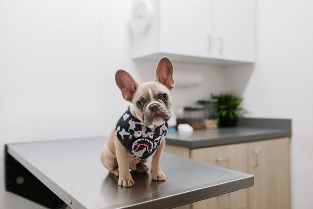 A small dog sits on a table at the vet's office.