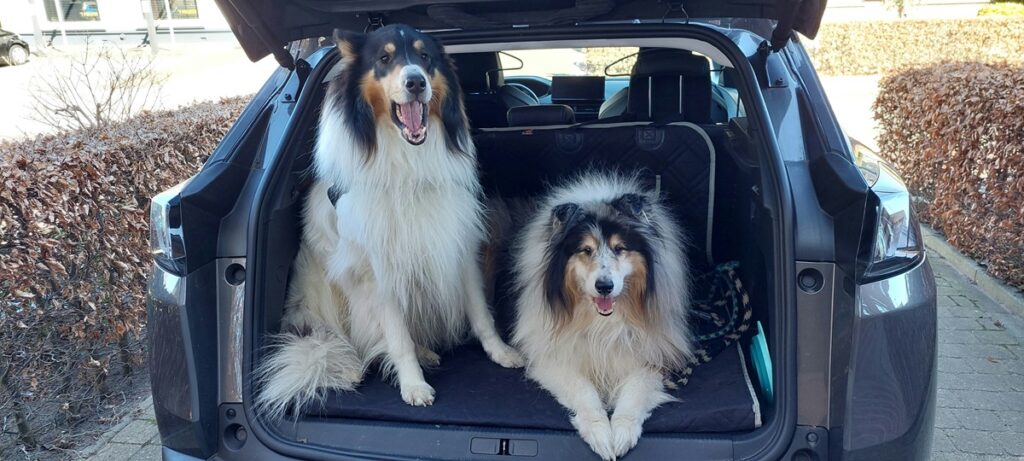 Two collies sit in the back of an SUV. The door is open.