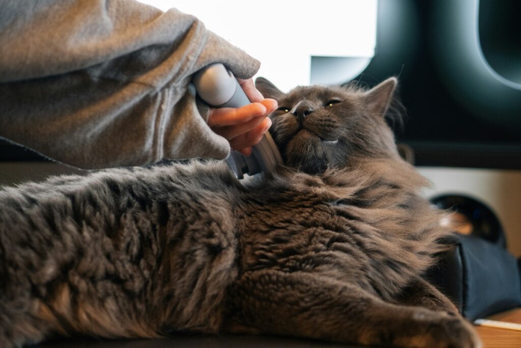 A person brushes a gray cat as the cat sits back on a leather couch.