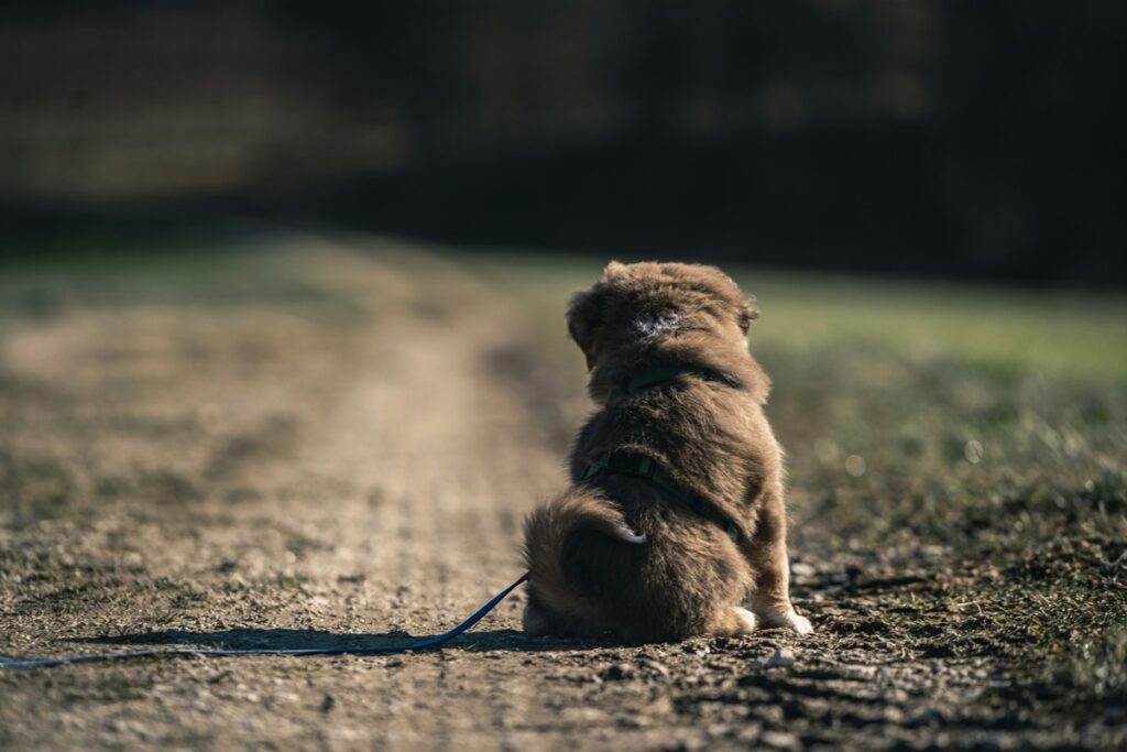 A back shot of a brown puppy, on a blue leash, sitting on a dirt path.