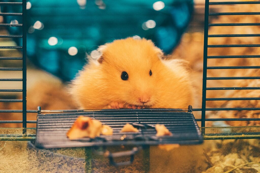 A fuzzy blond hamster sits at the entrance of her blue cage; the door is open.