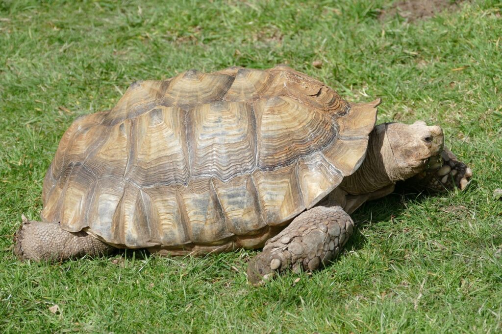 A large tortoise walks across grass.