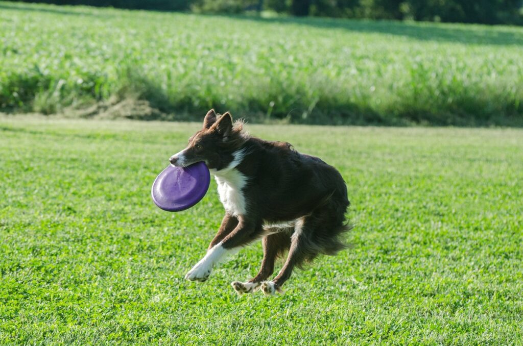 A brown dog with a white chest leaps in the air to catch a purple Frisbee in a field of green grass. Longer grass sits in the background.