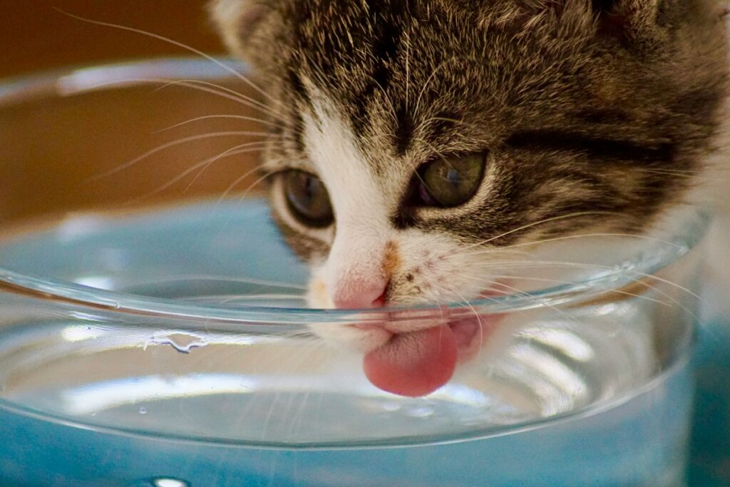A grey and white kitten, her tongue out, drinks water from a clear bowl.