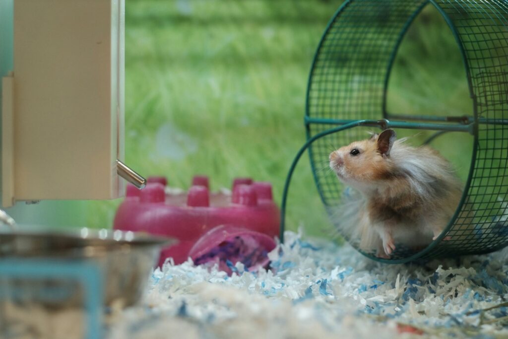 A light brown sits in a wheel in his cage.