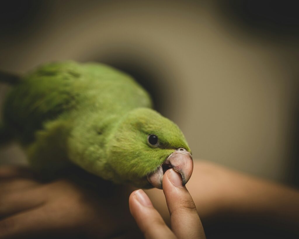 A green parrot bites nibbles on a finger.