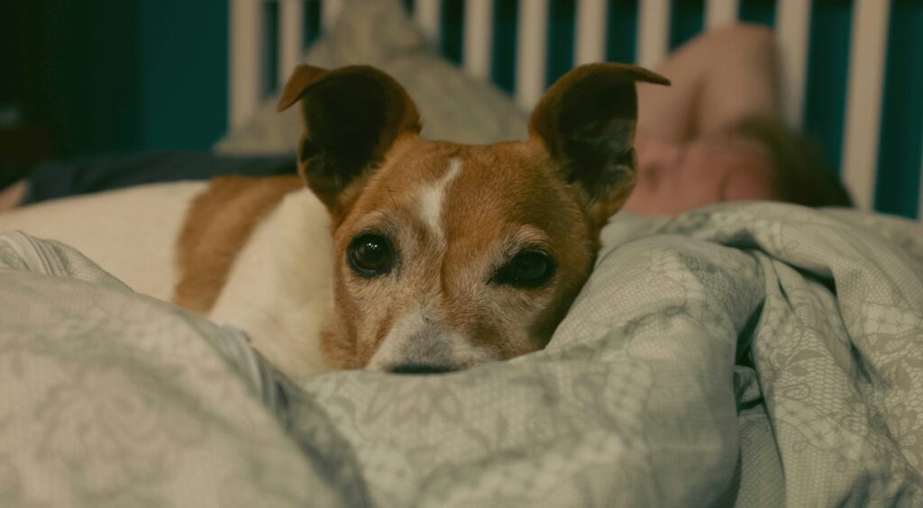 A small brown dog with white and gray on the face sits with her nose in a gray blanket.