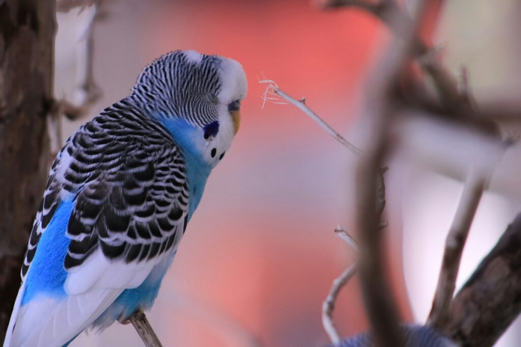 A blue, black, and white parakeet (budgie) sits on a stick perch.