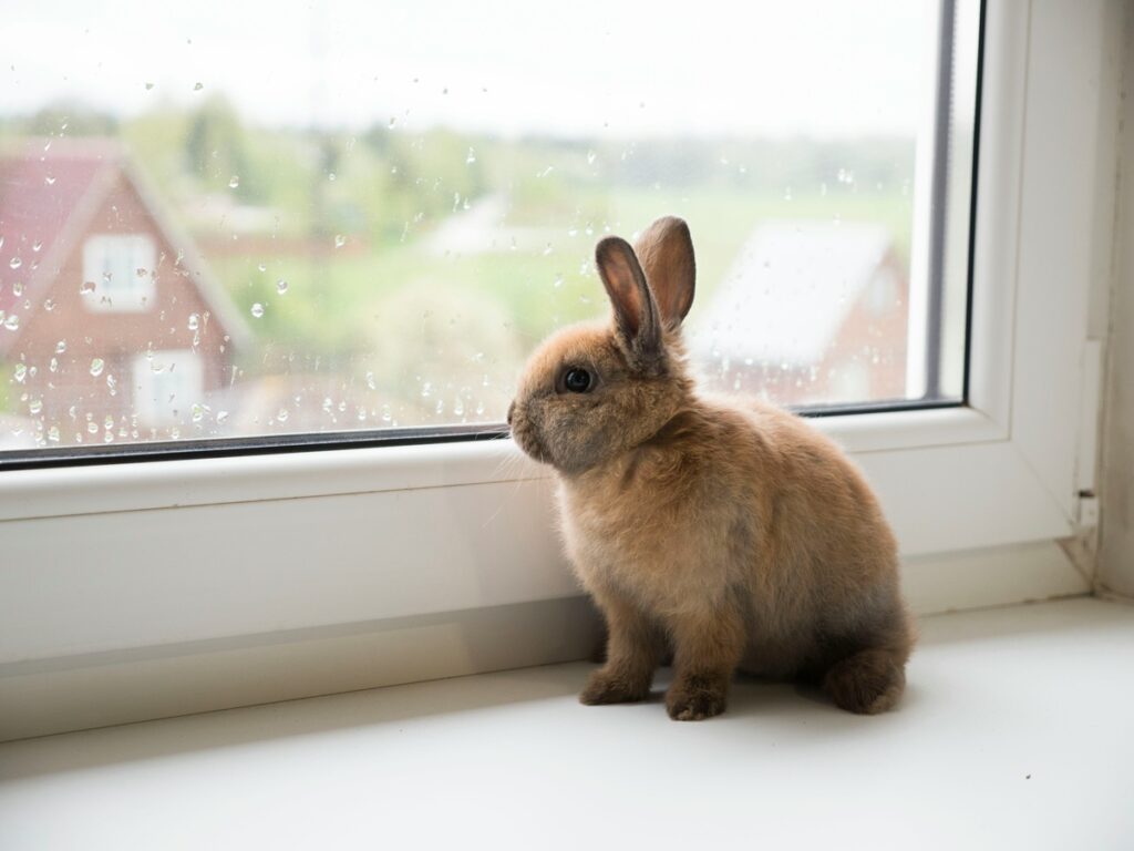 A small brown bunny sits on a ledge, looking on a window spotted with raindrops.