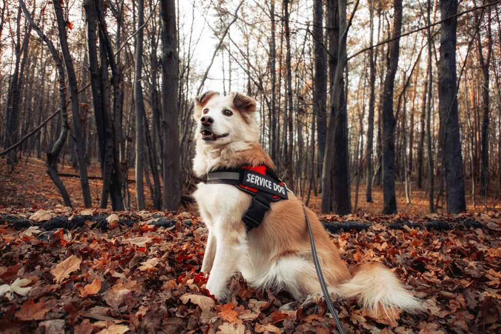 A service dog, with a blue vest, sits on fallen autumn leaves surrounded by bare trees.