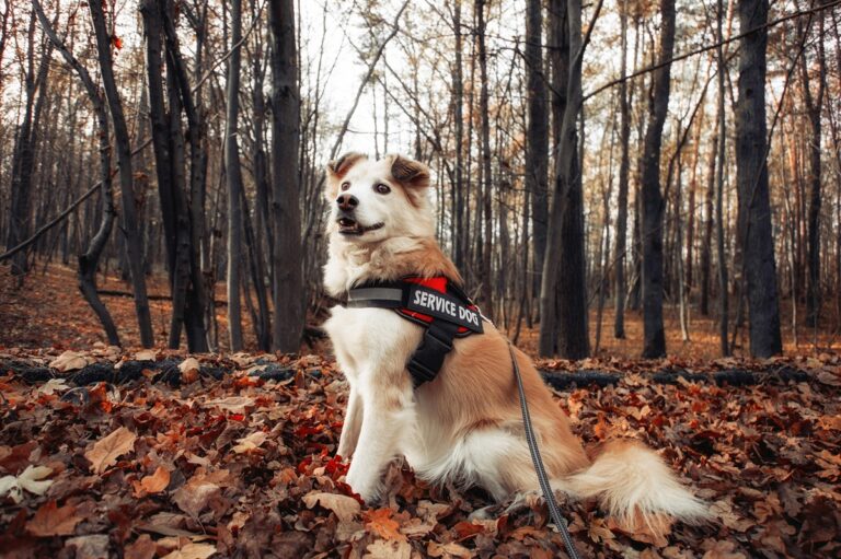 A service dog, with a blue vest, sits on fallen autumn leaves surrounded by bare trees.