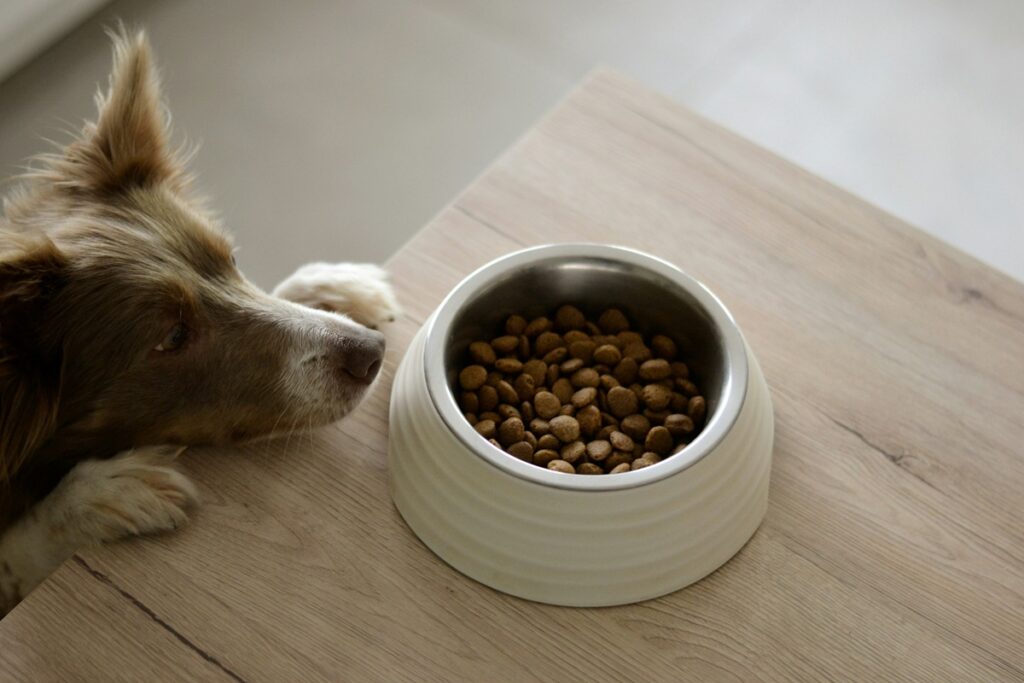 A dog, looking at a bowl of dog food, stands with her paws on a counter.