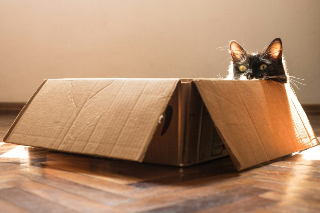 A black and white cat looks up from behind a box.