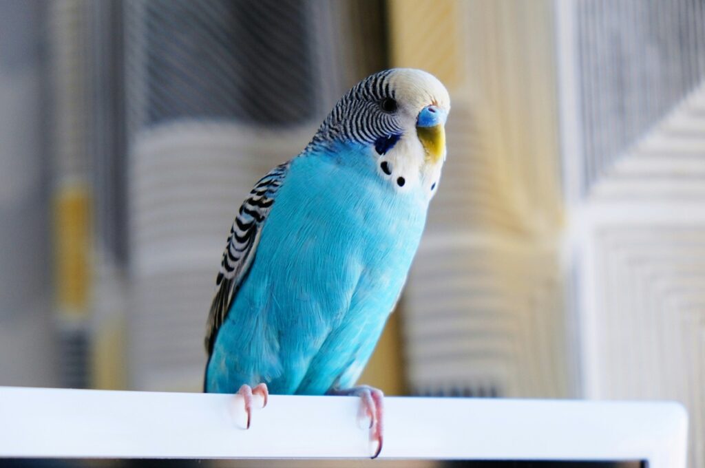 A blue parakeet sits on a white cage.