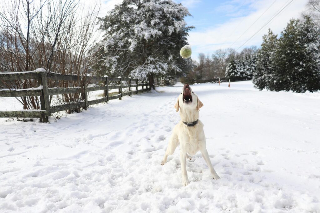 A white lab looks up at a tennis ball in the air on a snowy day.