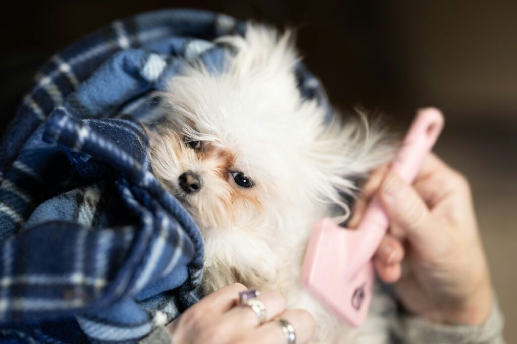 A hand uses a pink brush to groom a small white dog on a blue and white blanket.