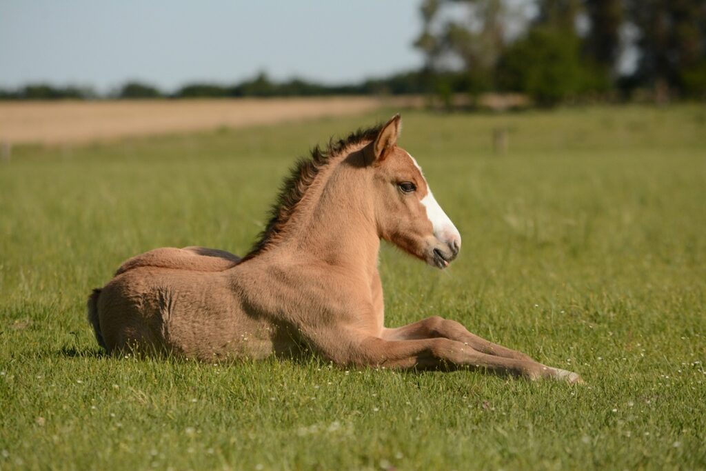A young brown horse, with white on her nose, sits on grass.