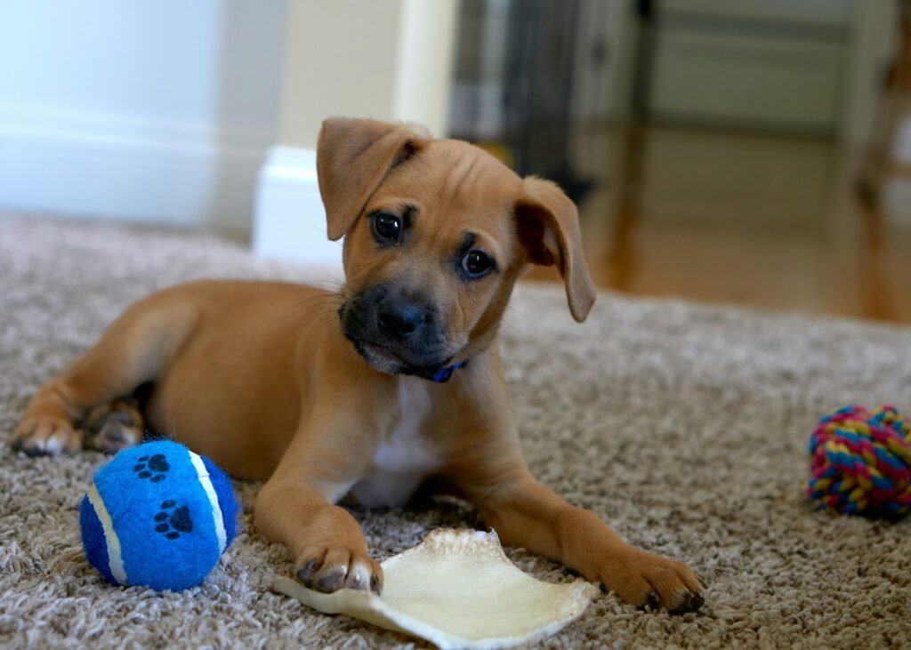 A brown puppy sits with her head slightly turned on beige carpet. A blue tennis ball with two black paws and a multicolor ball sit on either side of her.