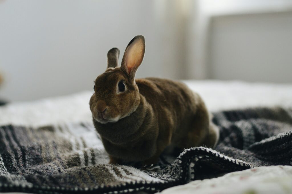 A brown Velveteen rex rabbit sits on a blanket on a bed.