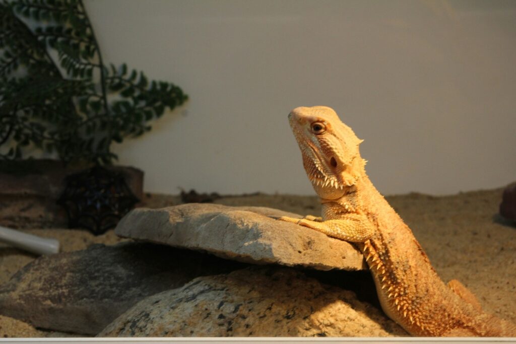 A bearded dragon sits on a rock under a heat lamp.