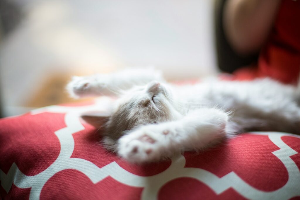 A white and brown kitten lies on her back on a red and white pillow, her arms stretched and facing upward, her eyes closed.