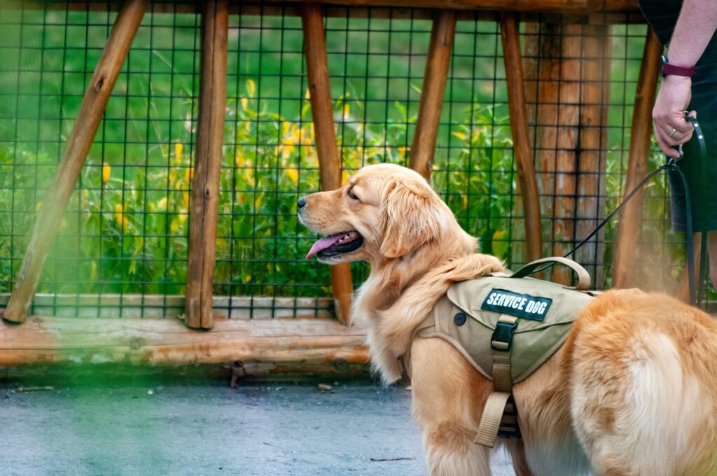 A golden retriever with a service dog vest stands, his tongue out, in front of a green space.