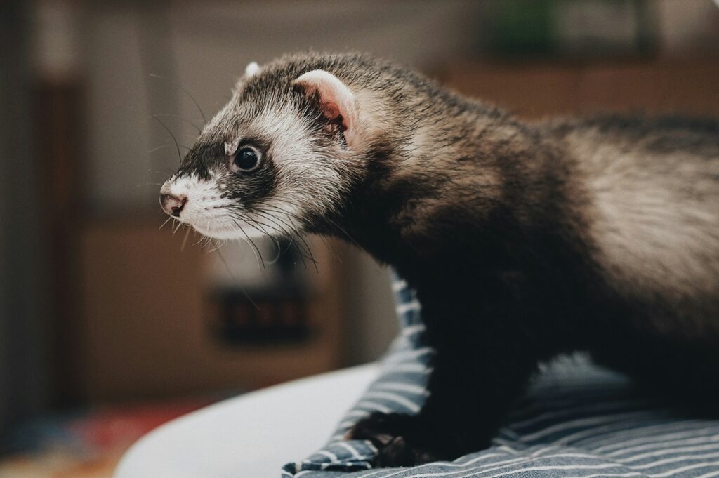 A black and brown ferret stands on a blue and white striped pillow.