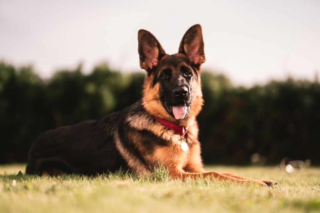 A German Shepherd sits on grass, his tongue hanging out, and trees blurred in the background.