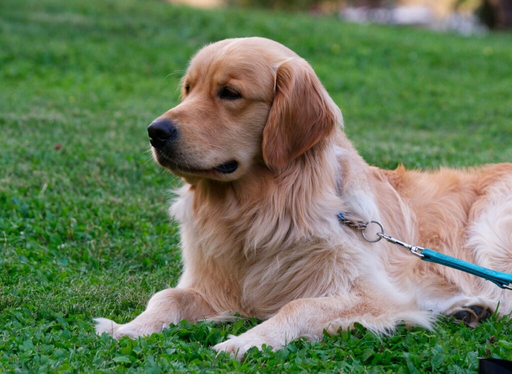 A golden retriever with an aqua leash sits on a patch of grass.