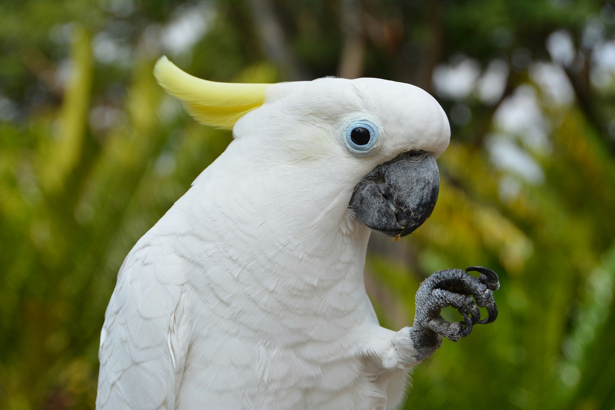 A white cockatoo looks at the camera while holding her hand up.