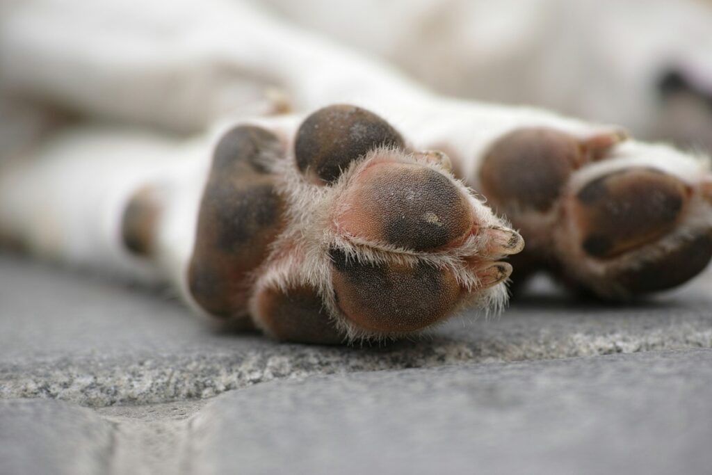 Two white dog legs stretched out on the ground and a close up of bottom of the brown paws.