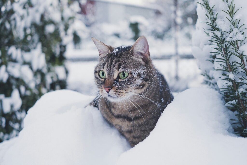 A gray and black cat with green eyes sits in a snow bank; trees with snow are in the background.