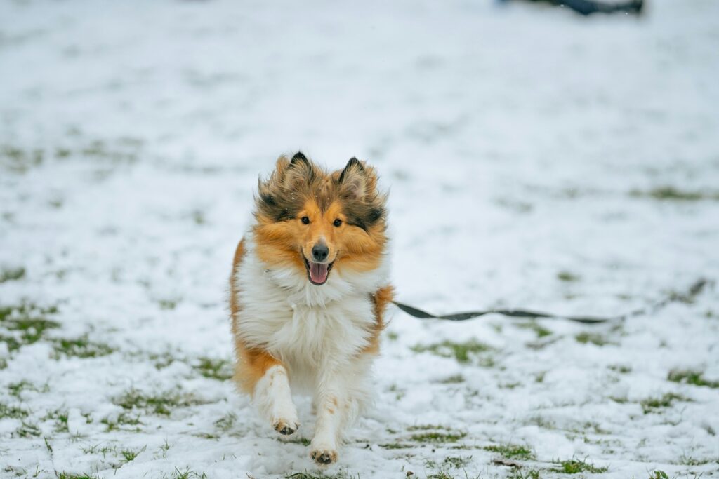 A collie, a leash trailing behind him, runs on a snowy lawn.