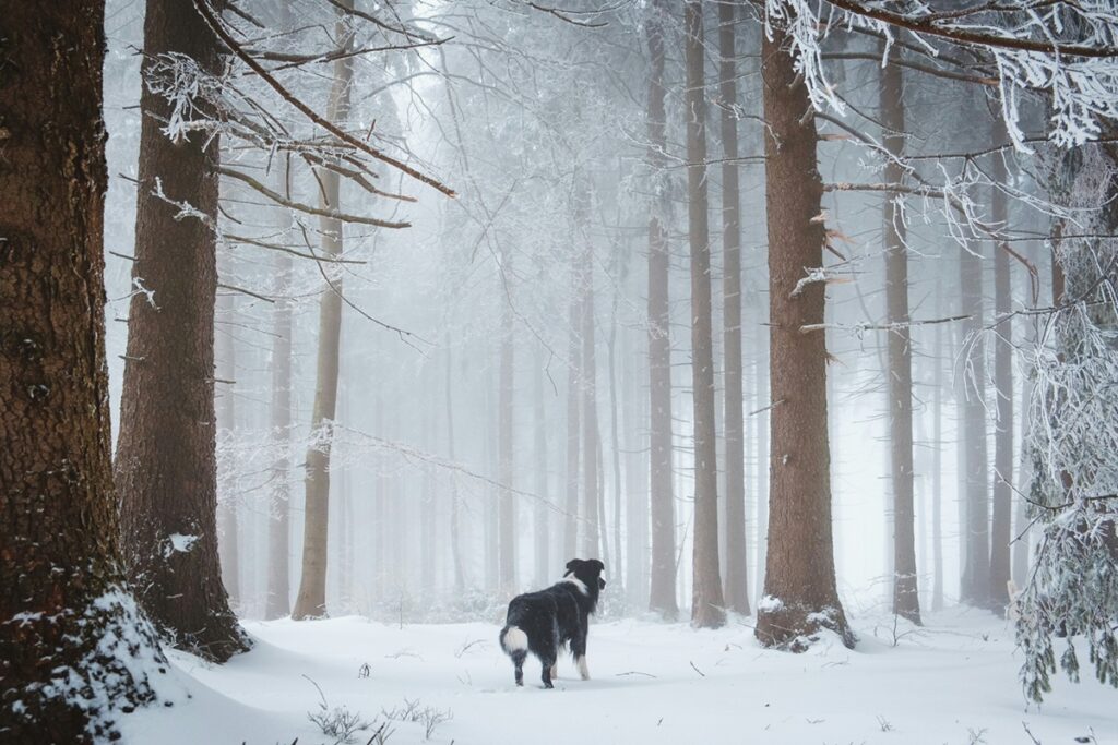 A dog, surrounded by snowy trees, stands in the snow.