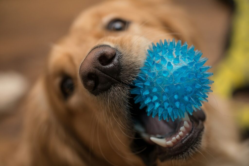 A close up of a golden retriever who has a blue plastic ball, with spikes, in his mouth.